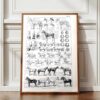 Chevaux, anatomie et races, planche zoologique 1948