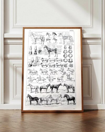 Chevaux, anatomie et races, planche zoologique 1948