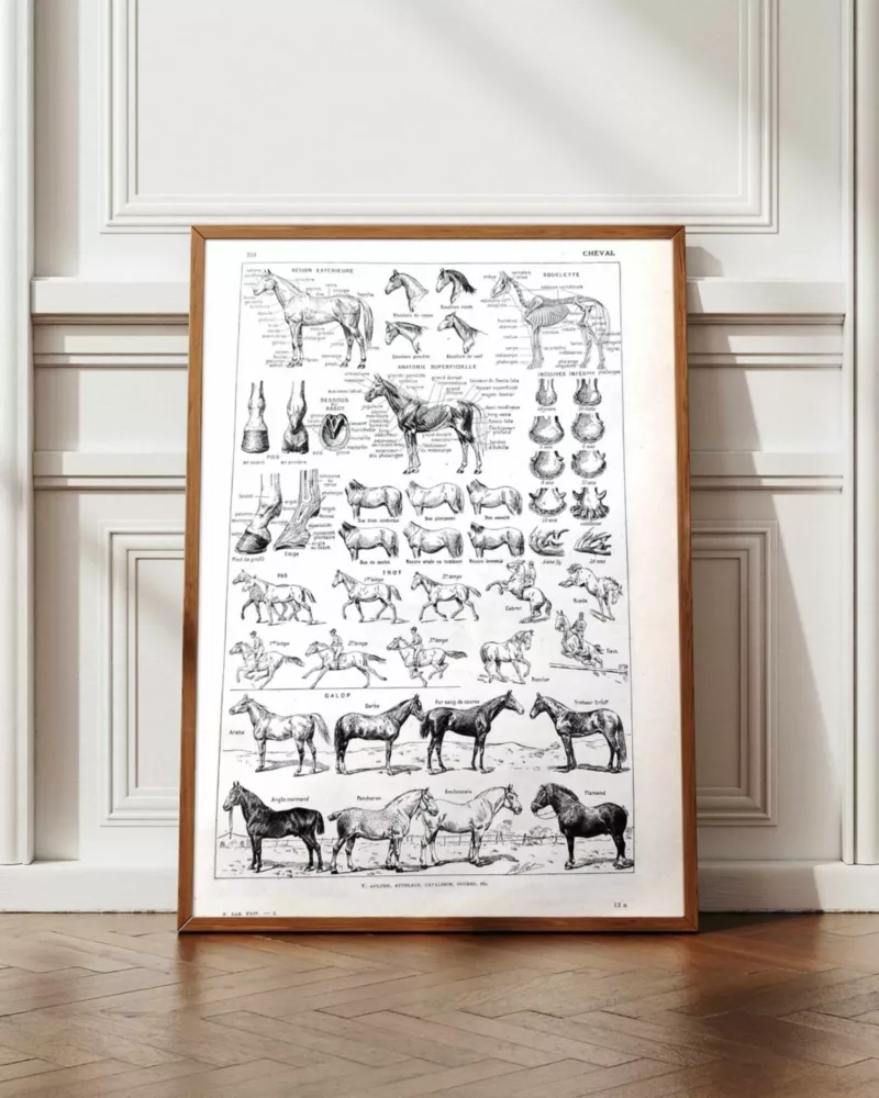 nlu1-cheval-a12 Chevaux, anatomie et races, planche zoologique 1948 – planche encadrée en décoration murale