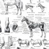 Chevaux, anatomie et races, planche zoologique 1948