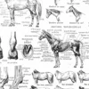 nlu1-cheval-a13 Chevaux, anatomie et races, planche zoologique 1948 – détail de la planche ancienne