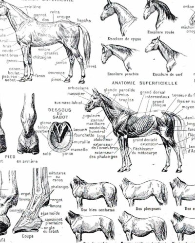 Chevaux, anatomie et races, planche zoologique 1948