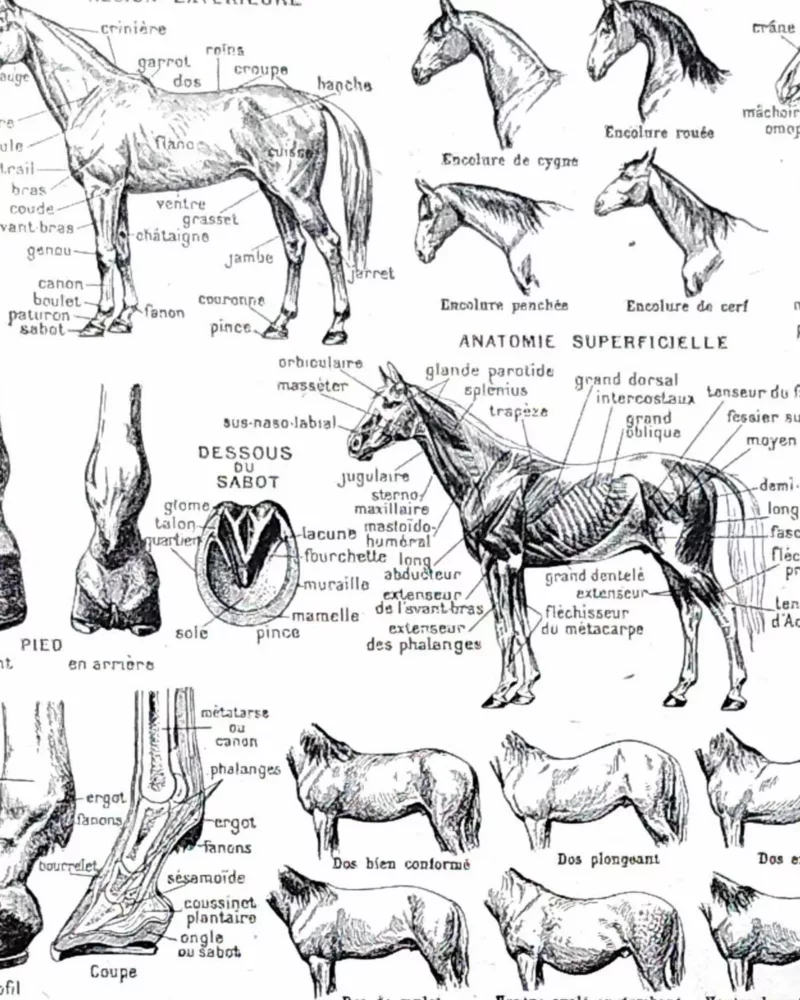 nlu1-cheval-a13 Chevaux, anatomie et races, planche zoologique 1948 – détail de la planche ancienne