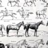 Chevaux, anatomie et races, planche zoologique 1948