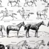 nlu1-cheval-a14 Chevaux, anatomie et races, planche zoologique 1948 – détail de la planche ancienne