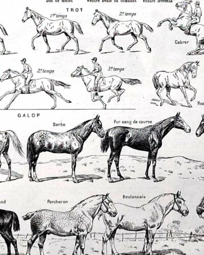 Chevaux, anatomie et races, planche zoologique 1948