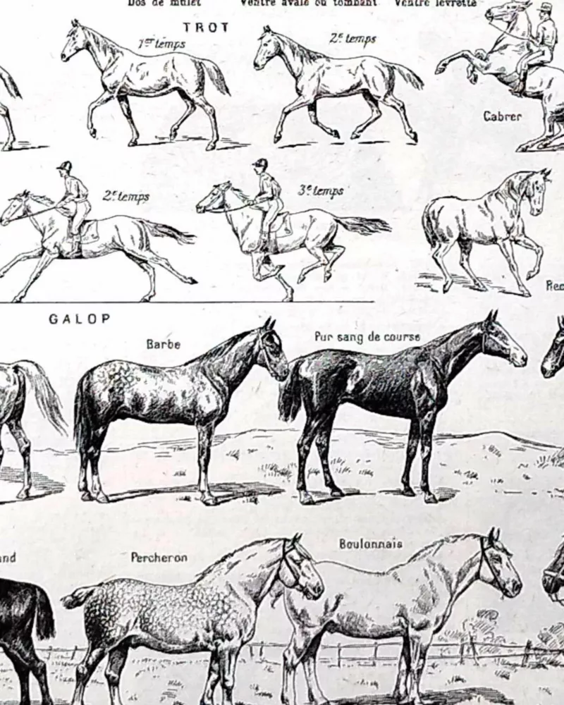 nlu1-cheval-a14 Chevaux, anatomie et races, planche zoologique 1948 – détail de la planche ancienne