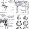 Chevaux, anatomie et races, planche zoologique 1948