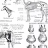 nlu1-cheval-b13 Chevaux, anatomie et races, planche zoologique 1948 – détail de la planche ancienne