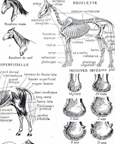 Chevaux, anatomie et races, planche zoologique 1948