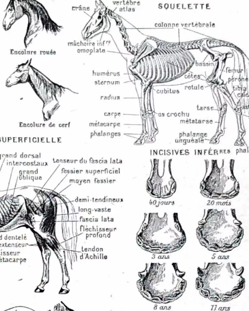 nlu1-cheval-b13 Chevaux, anatomie et races, planche zoologique 1948 – détail de la planche ancienne