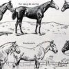 Chevaux, anatomie et races, planche zoologique 1948