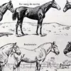 nlu1-cheval-b14 Chevaux, anatomie et races, planche zoologique 1948 – détail de la planche ancienne