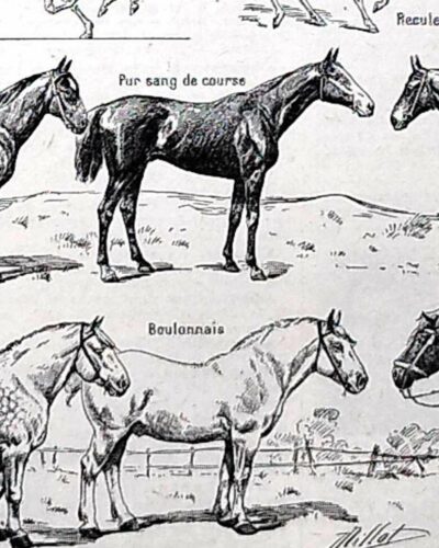 Chevaux, anatomie et races, planche zoologique 1948