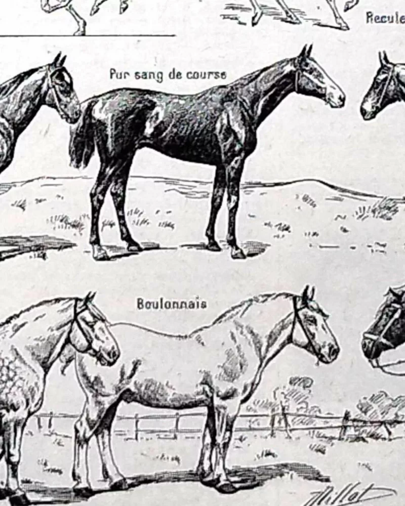 nlu1-cheval-b14 Chevaux, anatomie et races, planche zoologique 1948 – détail de la planche ancienne