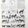 Chiens, races et anatomie, planche zoologique 1948