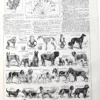 Chiens, races et anatomie, planche zoologique 1948