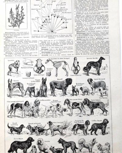 Chiens, races et anatomie, planche zoologique 1948