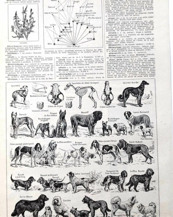 Chiens, races et anatomie, planche zoologique 1948
