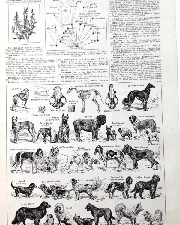 nlu1-chiens-a10 Chiens, races et anatomie, planche zoologique 1948