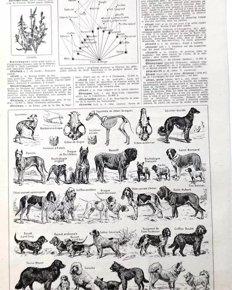 Chiens, races et anatomie, planche zoologique 1948