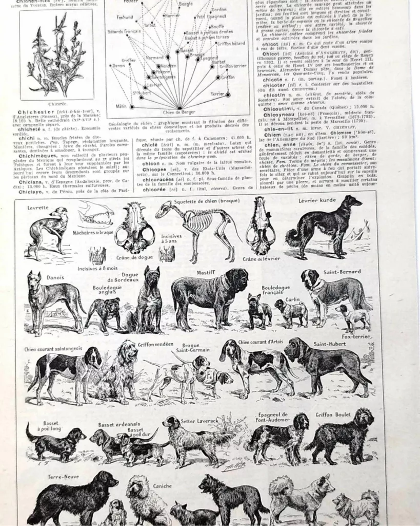 Chiens, races et anatomie, planche zoologique 1948