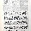 Chiens, races et anatomie, planche zoologique 1948
