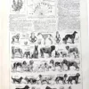 Chiens, races et anatomie, planche zoologique 1948 – planche ancienne entière