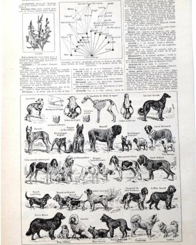 Chiens, races et anatomie, planche zoologique 1948