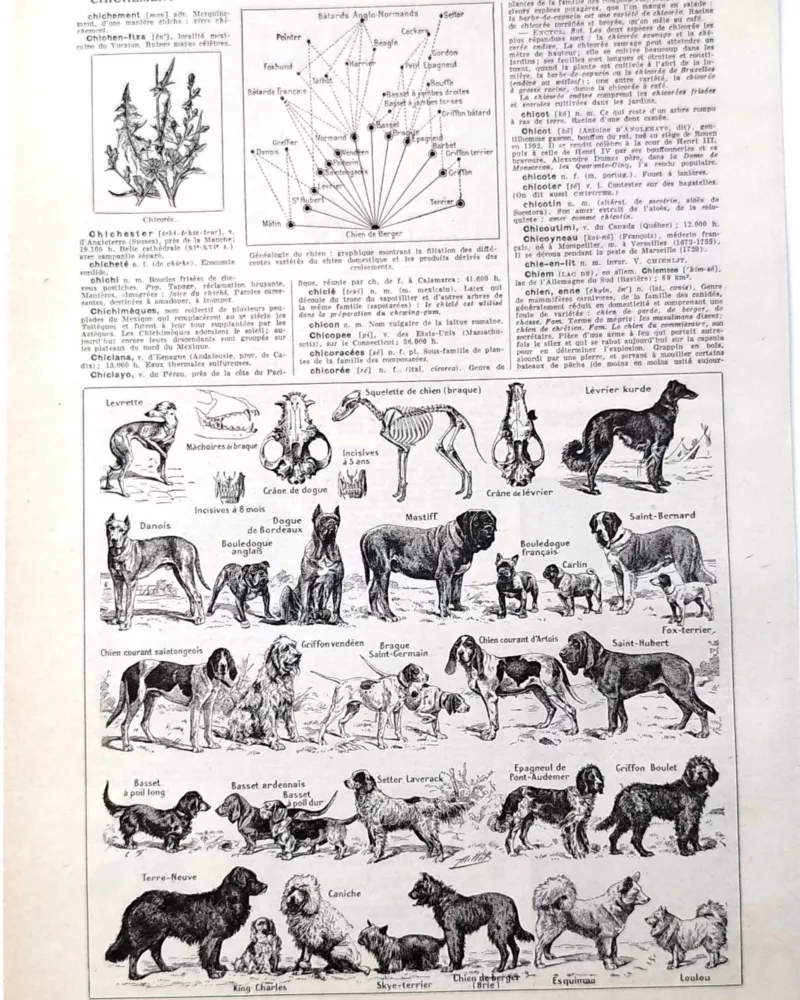 Chiens, races et anatomie, planche zoologique 1948 – planche ancienne entière