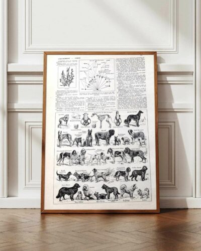 Chiens, races et anatomie, planche zoologique 1948