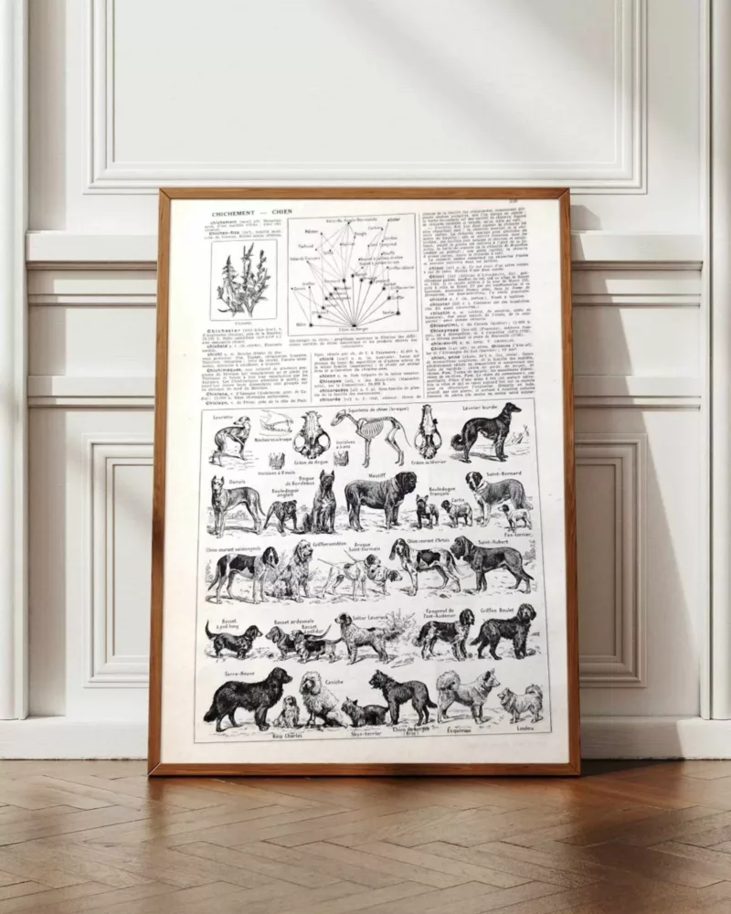 Chiens, races et anatomie, planche zoologique 1948 – planche encadrée en décoration murale
