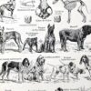 Chiens, races et anatomie, planche zoologique 1948