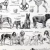 Chiens, races et anatomie, planche zoologique 1948 – détail de la planche ancienne