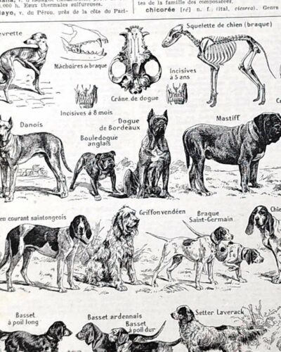 Chiens, races et anatomie, planche zoologique 1948