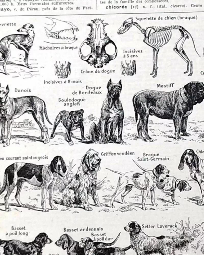 Chiens, races et anatomie, planche zoologique 1948 – détail de la planche ancienne