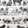 Chiens, races et anatomie, planche zoologique 1948