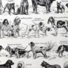 Chiens, races et anatomie, planche zoologique 1948 – détail de la planche ancienne