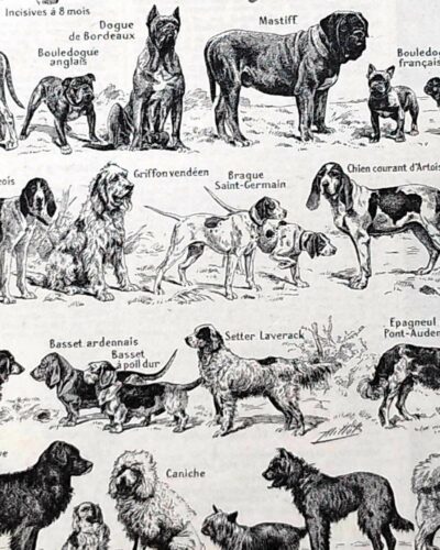 Chiens, races et anatomie, planche zoologique 1948