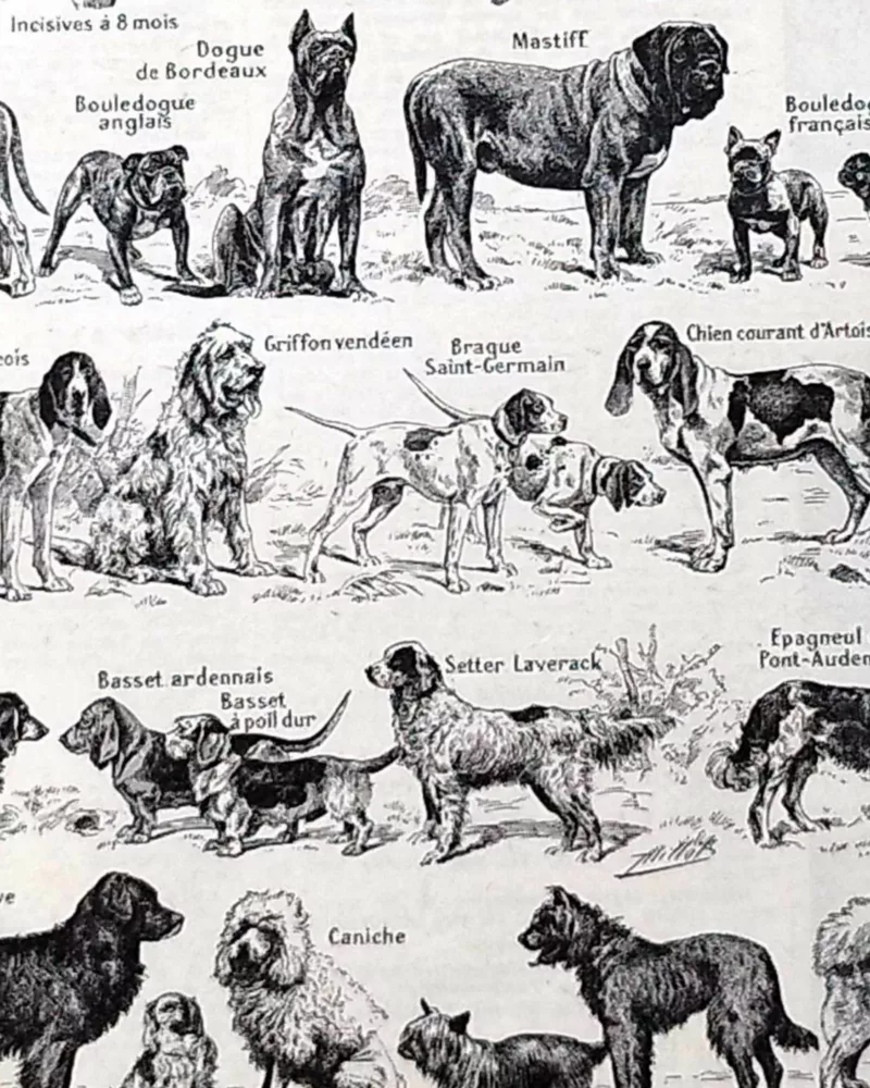 Chiens, races et anatomie, planche zoologique 1948 – détail de la planche ancienne
