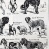 Chiens, races et anatomie, planche zoologique 1948
