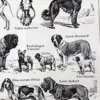 Chiens, races et anatomie, planche zoologique 1948 – détail de la planche ancienne