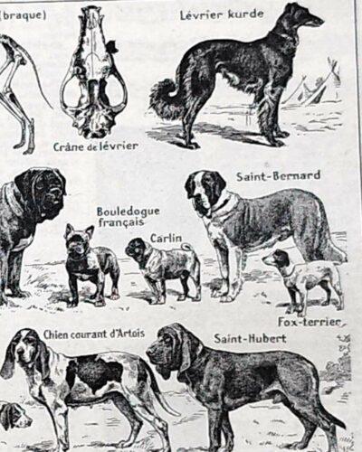 Chiens, races et anatomie, planche zoologique 1948