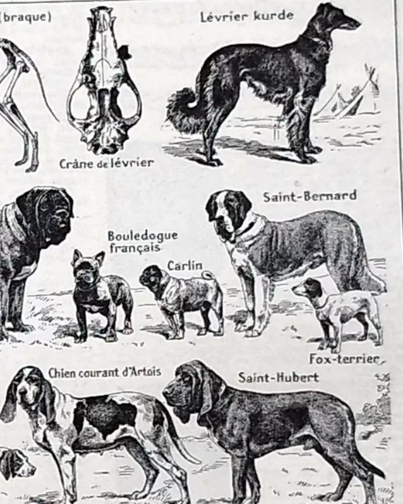 Chiens, races et anatomie, planche zoologique 1948 – détail de la planche ancienne