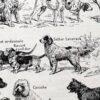 Chiens, races et anatomie, planche zoologique 1948