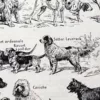 Chiens, races et anatomie, planche zoologique 1948 – détail de la planche ancienne