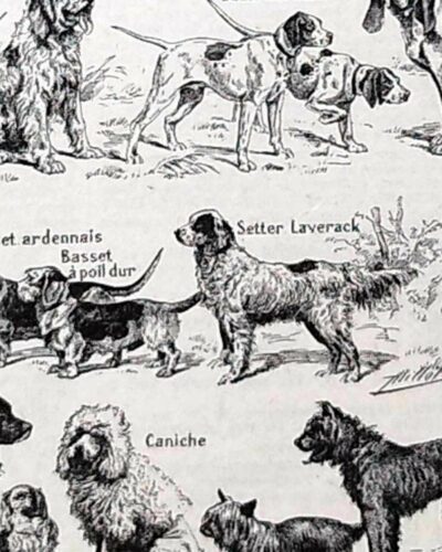 Chiens, races et anatomie, planche zoologique 1948
