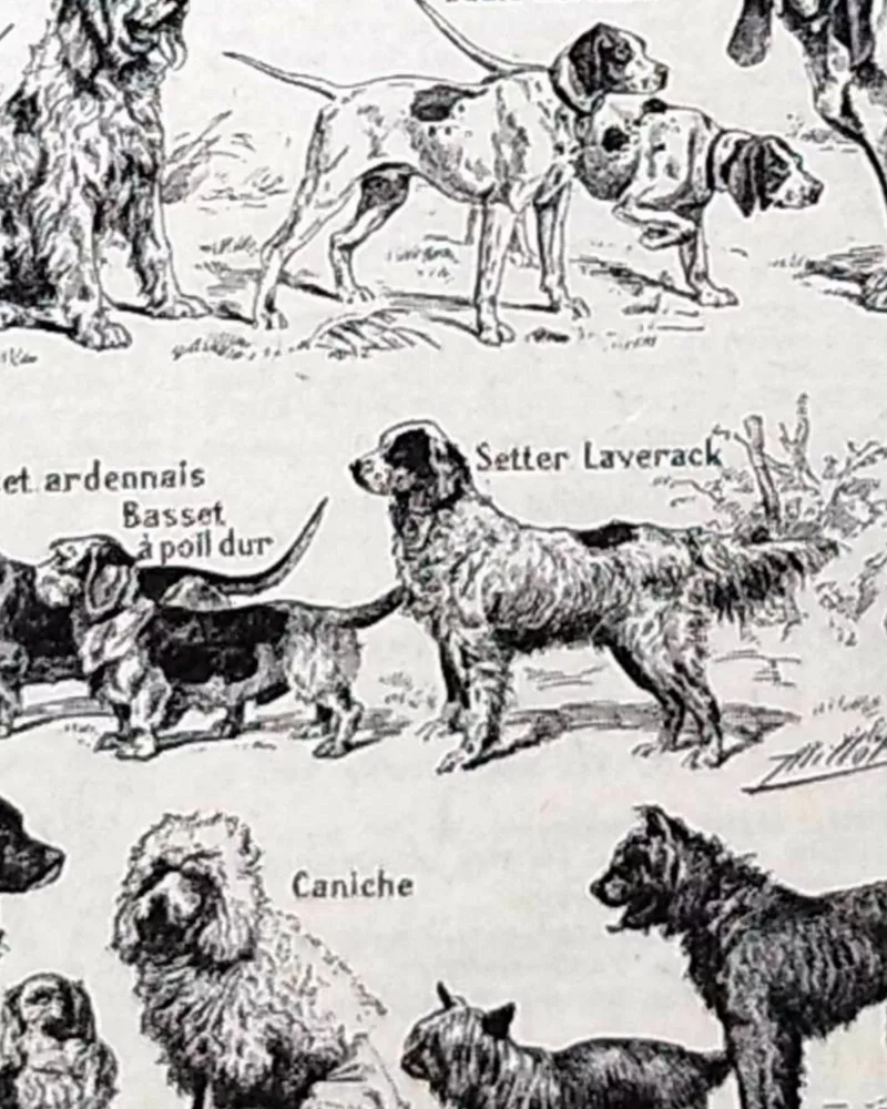 Chiens, races et anatomie, planche zoologique 1948 – détail de la planche ancienne