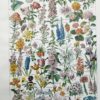 Fleurs du monde, planche botanique 1948