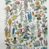 nlu1-fleurs-botanique-a10 Fleurs du monde, planche botanique 1948 – planche ancienne entière